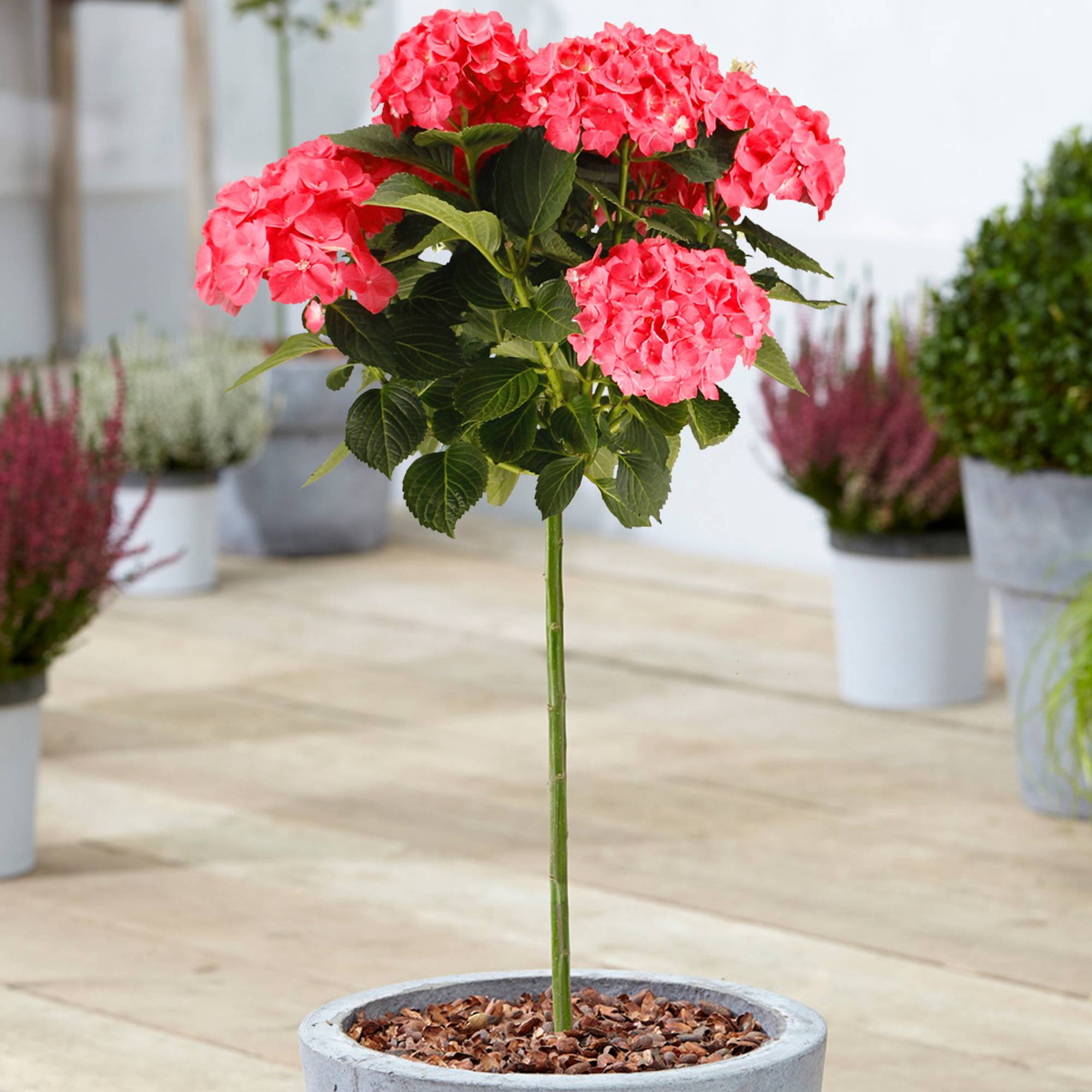 Gardenersdream - Hortensia macrophylla arbre patio rouge, pot 3L, 50-90 cm - idéal pour jardins et patios - GardenersDream - Imagen 1