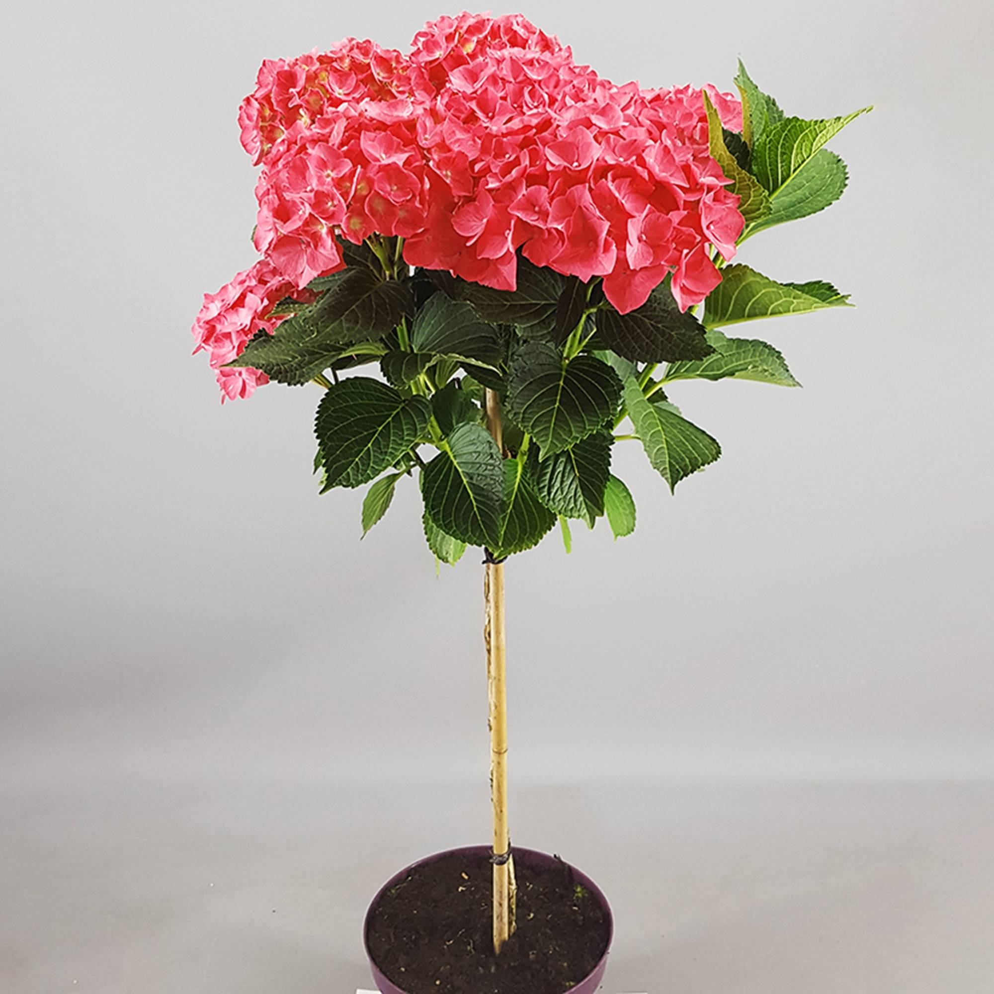 Gardenersdream - Hortensia macrophylla arbre patio rouge, pot 3L, 50-90 cm - idéal pour jardins et patios - GardenersDream - Imagen 3
