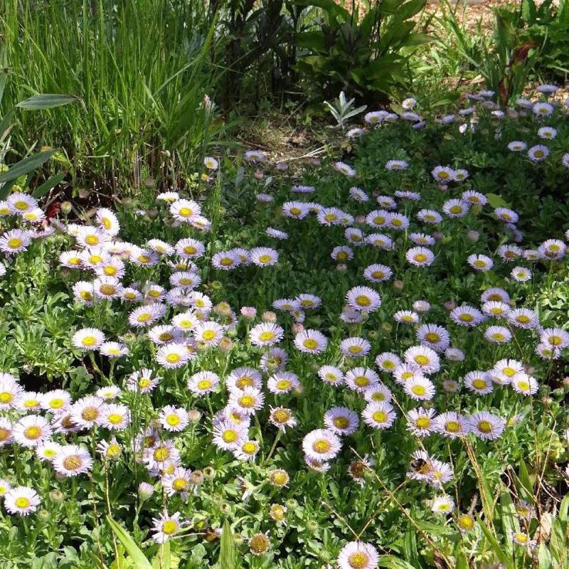 Vergerette glauque Sea Breeze, Erigeron à fleurs Rose/ - feuillage Persistant - Godet - 5/20 cm - Imagen 2