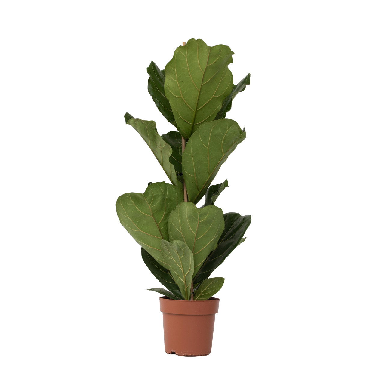 Plant In A Box - Figuier à Feuilles de Violon - Ficus Lyrata - Hauteur 70-90cm - ⌀21cm - Image 1