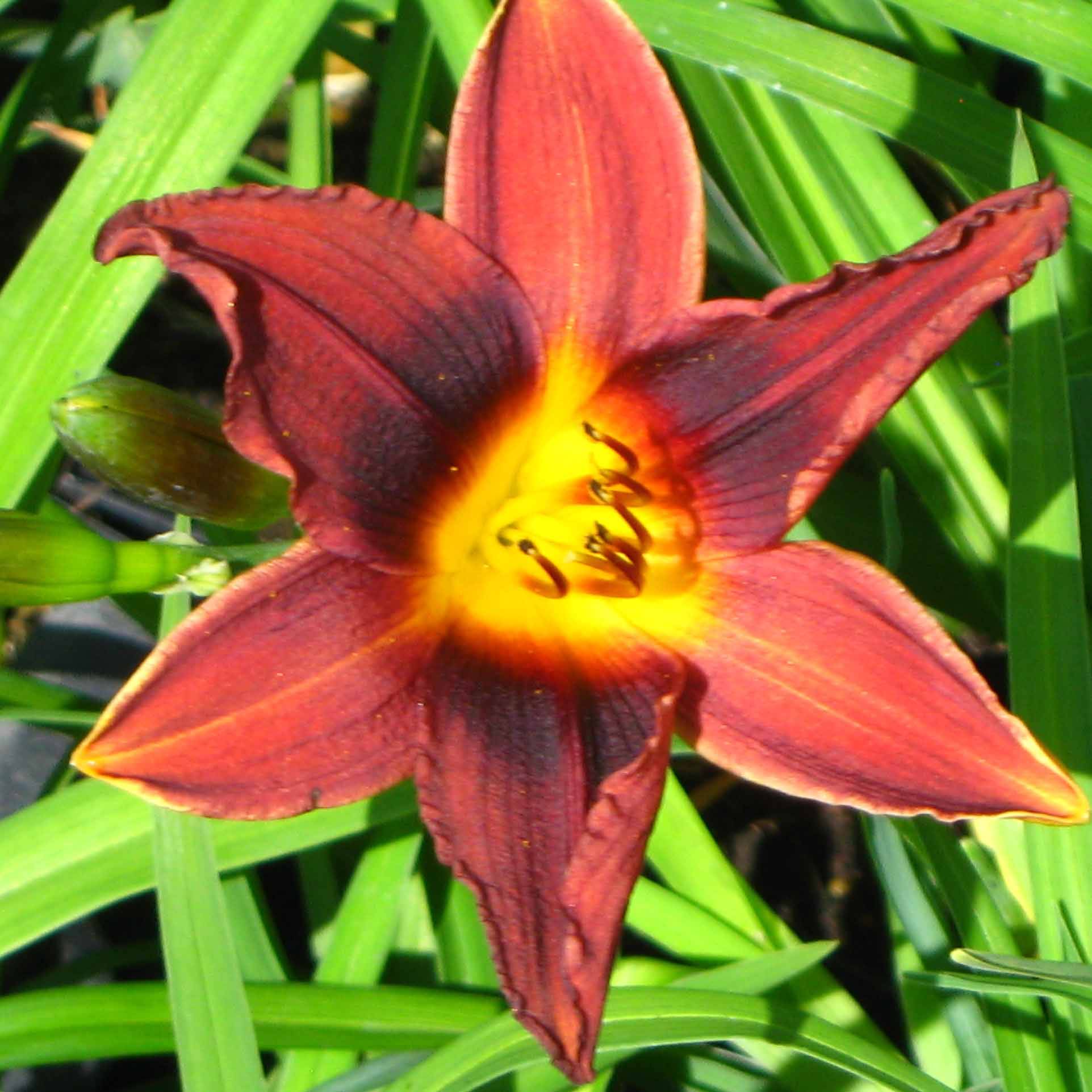 Hémérocalle Black Prince - Lis d'un jour rouge sombre, reflets noirs. Godet de 8/9 cm