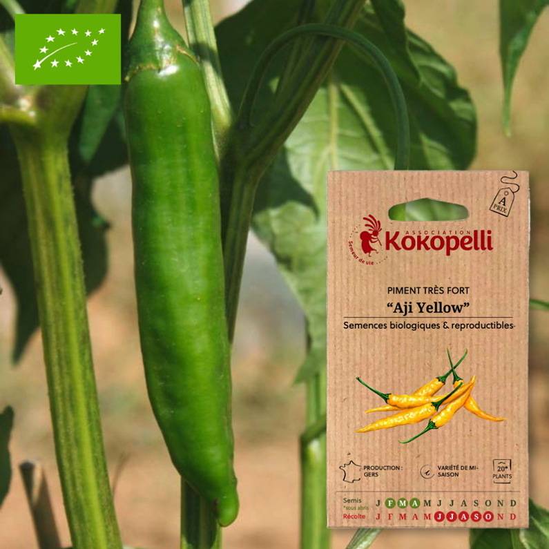 Association Kokopelli - Piment Aji Yellow- Graines bio à semer - Image 1