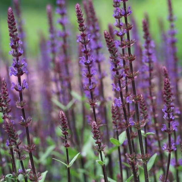 Promesse de Fleurs - Sauge - Salvia nemorosa Caradonna Pot de 1,5L/2L