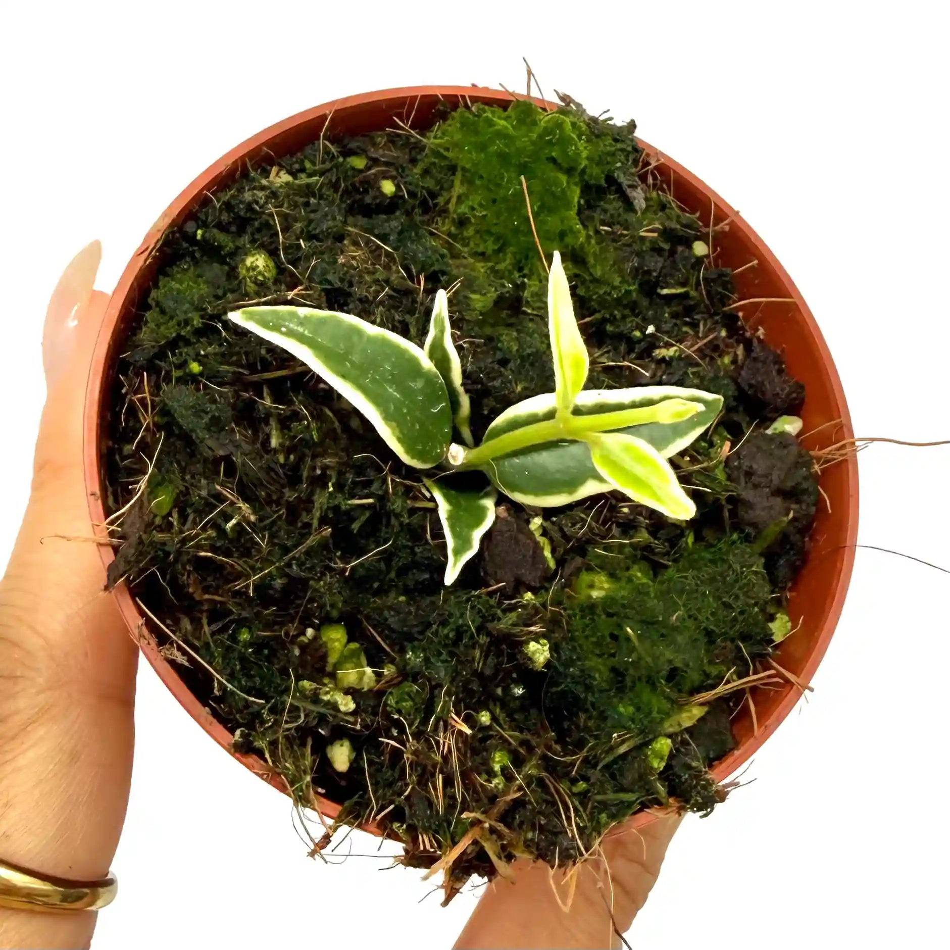 Hoya Bella Variegata (albomarginata) - Pot de 8cm - Plantes d'intérieur