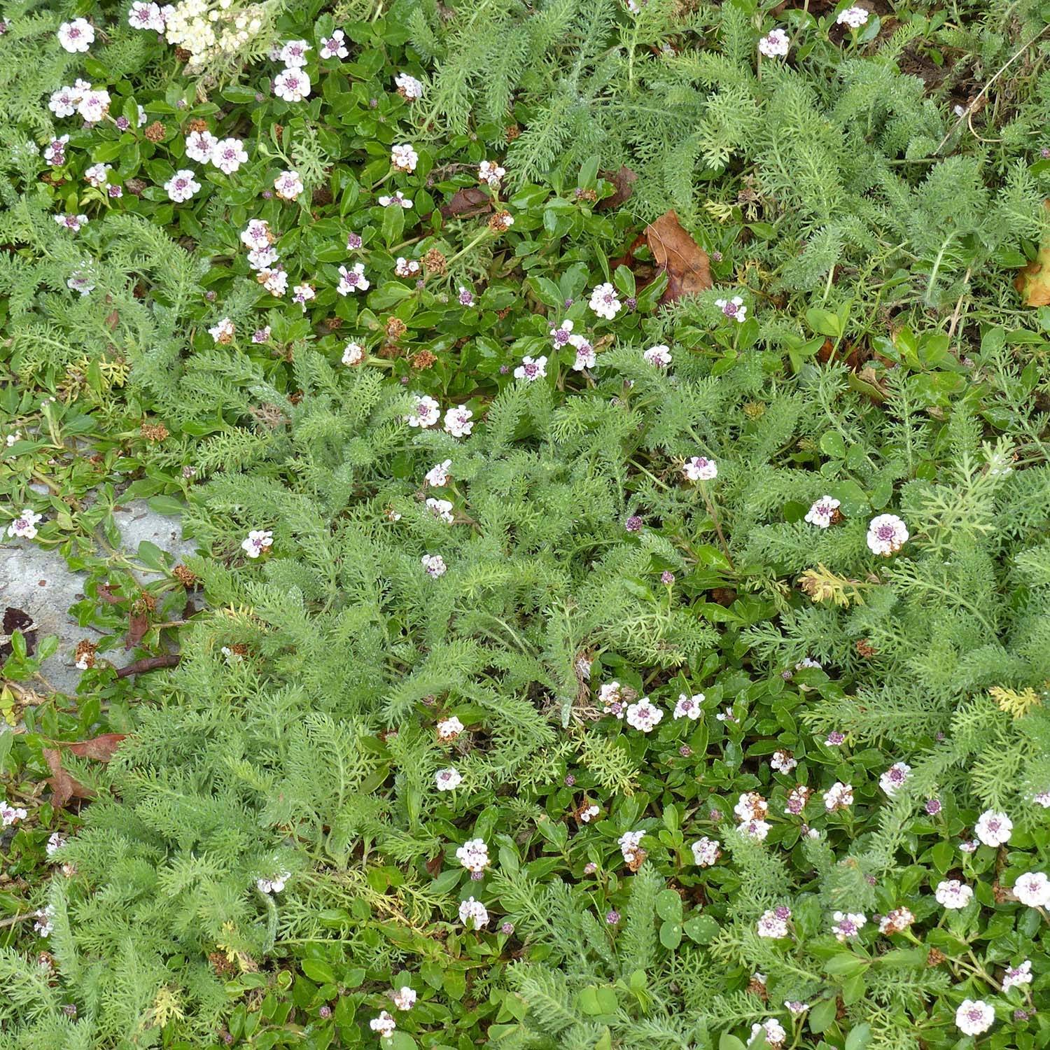 Duo alternatives au gazon 5 Lippia nodiflora et 5 Achillea crithmifolia - Collection de 10 plantes