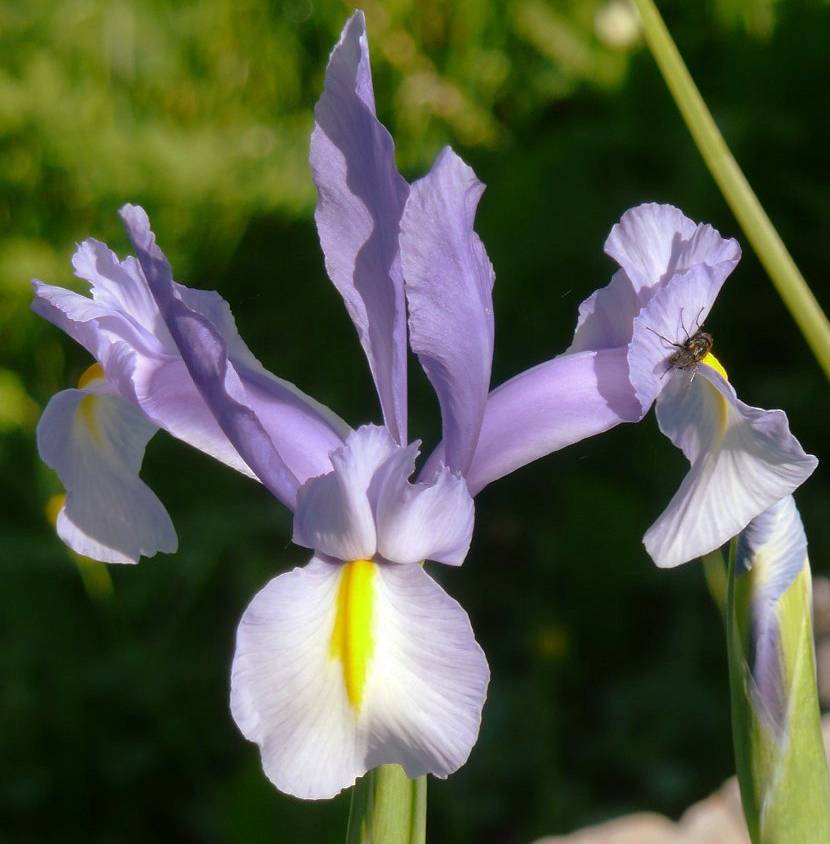 Promesse de Fleurs - Iris de Hollande King Mauve - Iris hollandica Bulbe calibre 8+ (par 15)