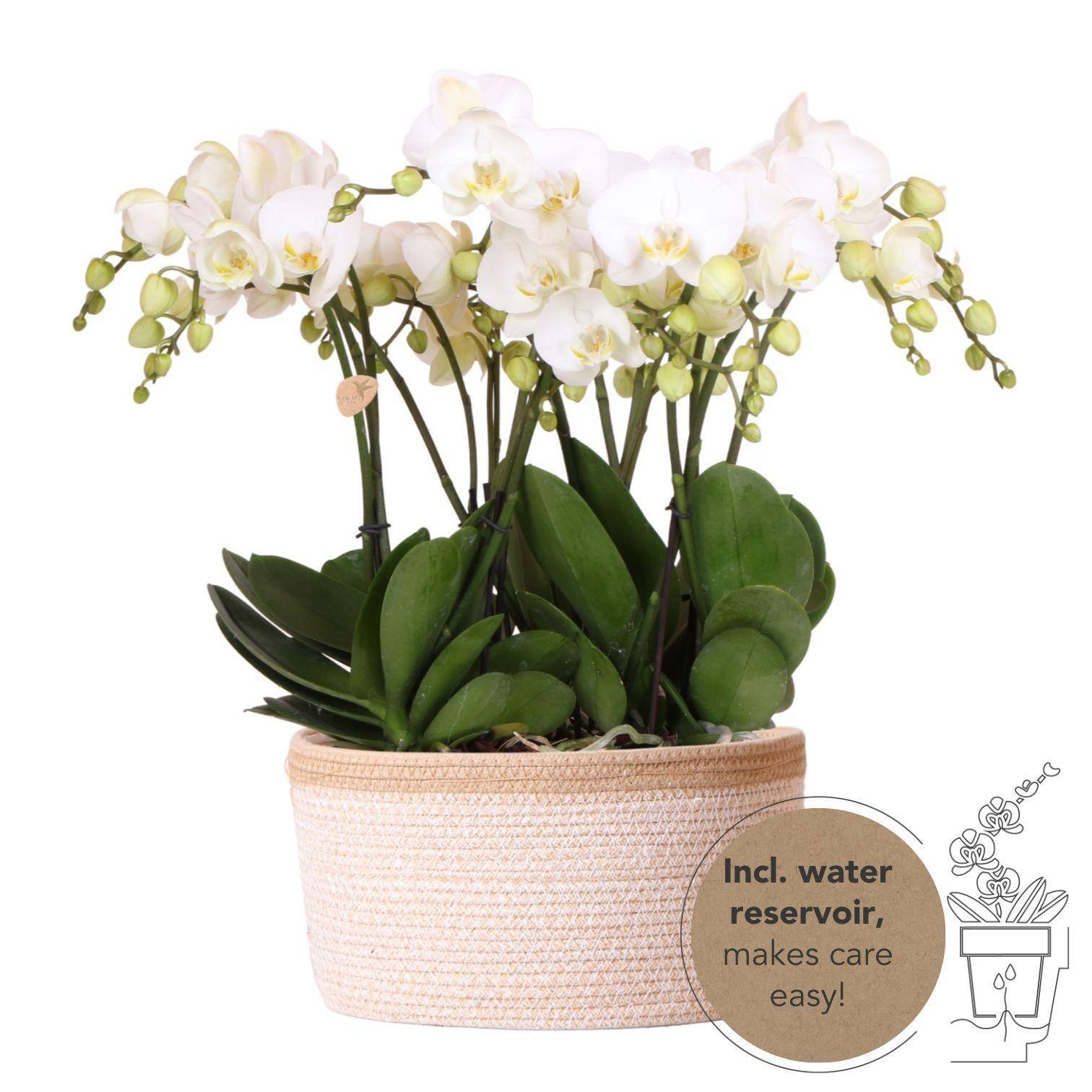 Ensemble 3 orchidées Phalaenopsis blanches en panier coton avec réservoir d'eau - Ø12cm - Plantes d'intérieur - Image 1