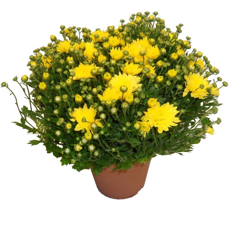 Horti-Flandre - Chrysanthème pomponnette jaune 25 cm et plus Pot 14 cm - Imagen 1