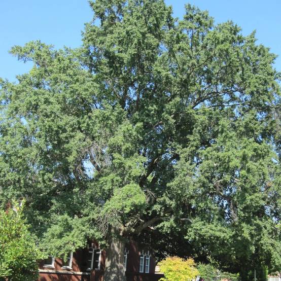Chêne à feuilles de saule, Quercus phellos - Pot de 15L - Baliveau - Image 1