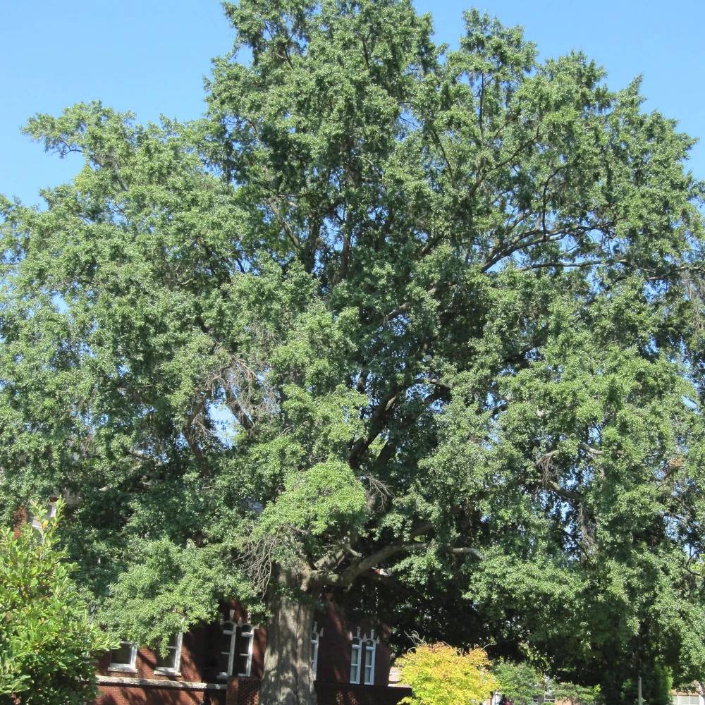 Chêne à feuilles de saule, Quercus phellos - Pot de 15L - Baliveau - Image 1