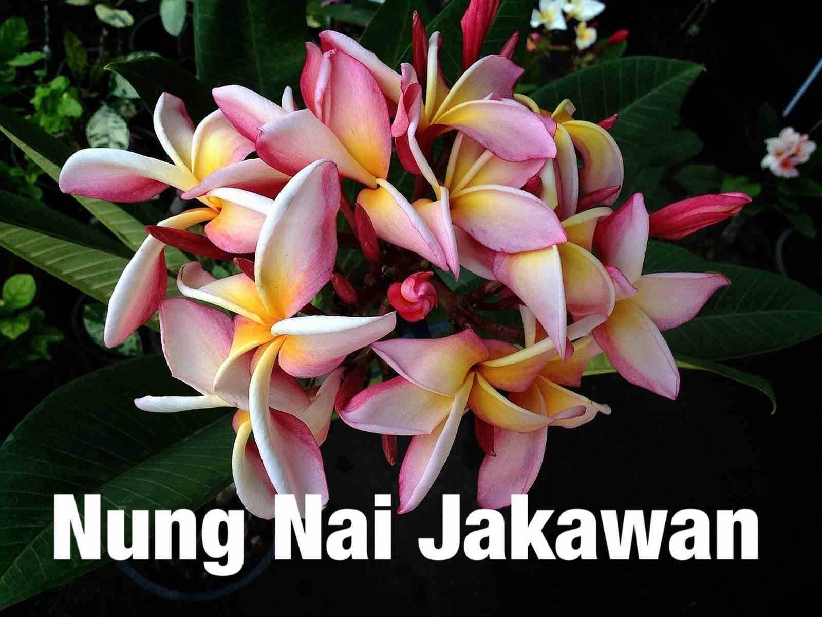 Sans Marque - Plumeria rubra "Nung Nai Jakawan" (frangipanier) Taille:Pot de 2 litres ? 20/30 cm - Couleur floraison:Blanc/jaune/rose