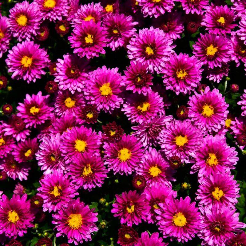 6 Asters Dumosus 'Jenny' - Lot de 6 vivaces - Pépinières Naudet - Imagen 1