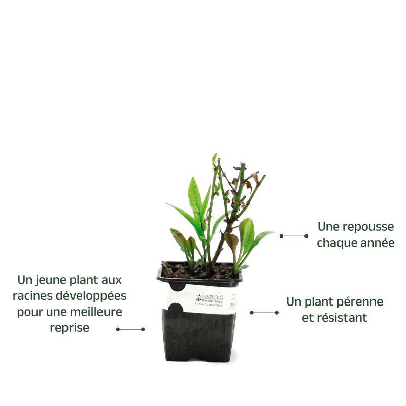 6 Asters Dumosus 'Jenny' - Lot de 6 vivaces - Pépinières Naudet - Imagen 3