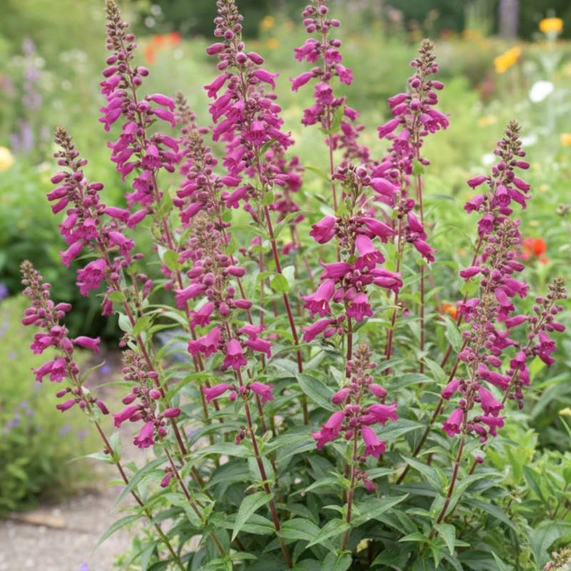 Penstemon Pen Purple à fleurs Violette/Rouge - feuillage Caduc - Godet - 5/20 cm - Imagen 1