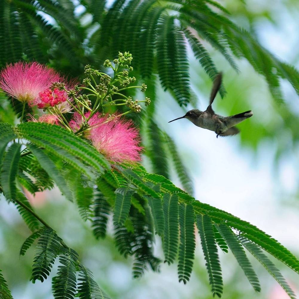 Arbre à soie pleureur, Albizia à fleurs Rose - feuillage Caduc - Pot de 15L - 1/2 tige-  hauteur à maturité De 3,00 m à 5,00 m