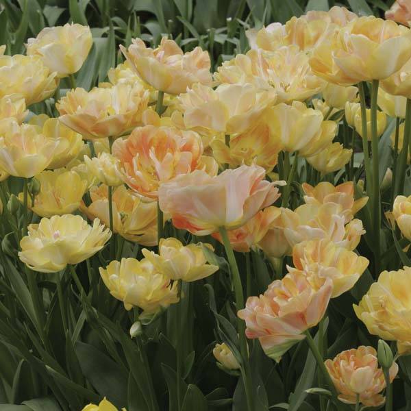 Promesse de Fleurs - Tulipe double tardive Orange Angelique Bulbe calibre 11/12 (par 10)