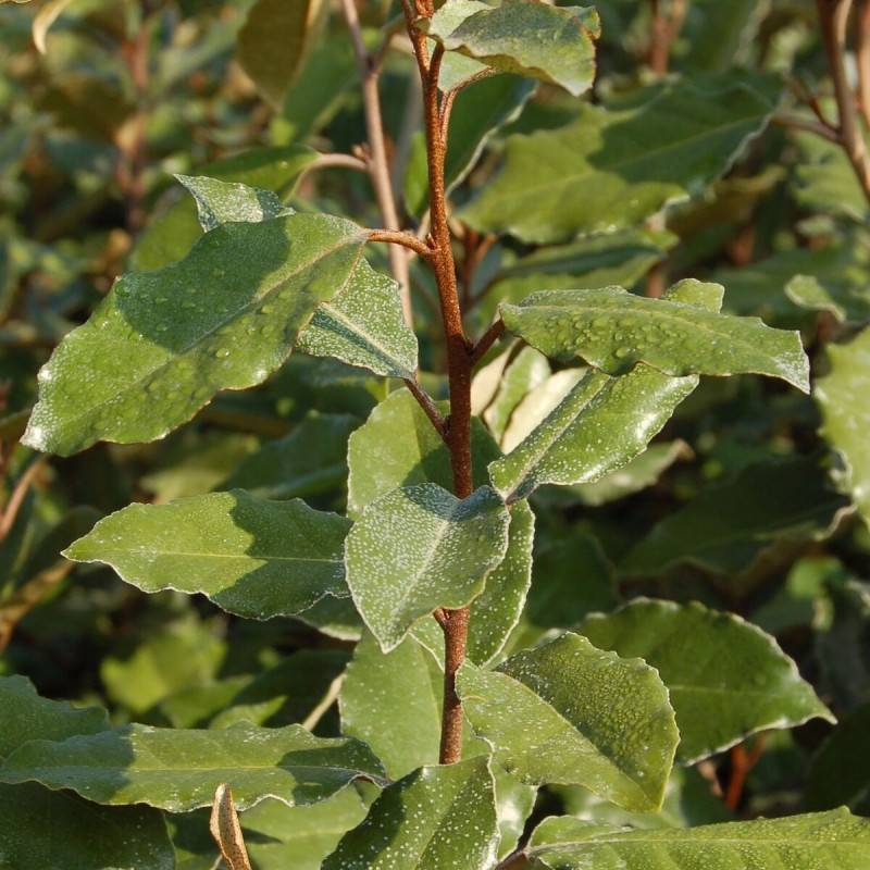 Elaeagnus ebbingei, Chalef de Ebbing à fleurs Blanche - feuillage Persistant - Pot de 3L - 40/60 cm- hauteur à maturité De 3,00 m à 5,00 m - Image 1