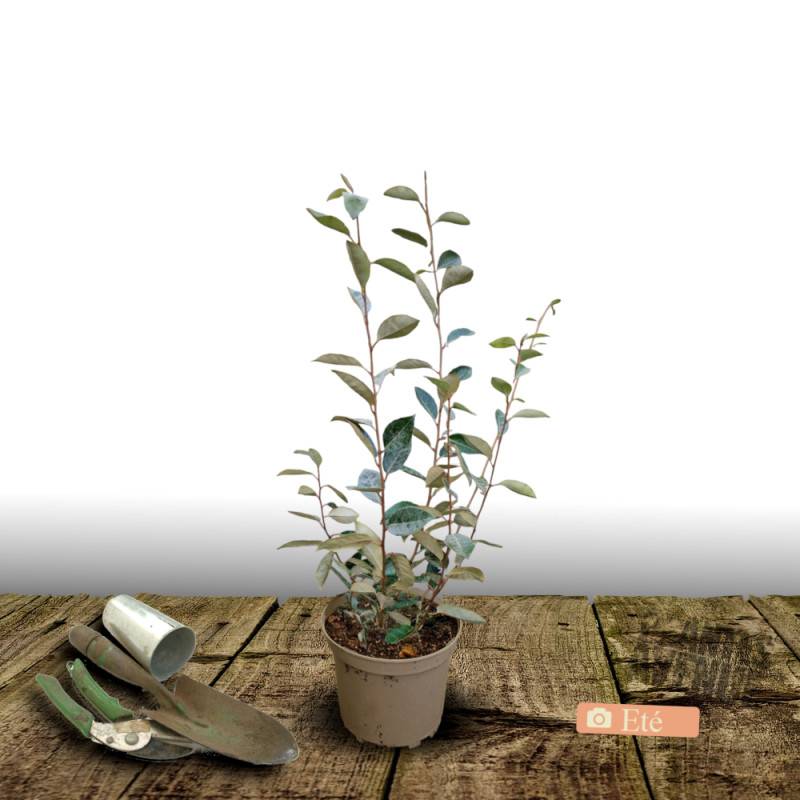 Elaeagnus ebbingei, Chalef de Ebbing à fleurs Blanche - feuillage Persistant - Pot de 3L - 40/60 cm- hauteur à maturité De 3,00 m à 5,00 m - Image 3