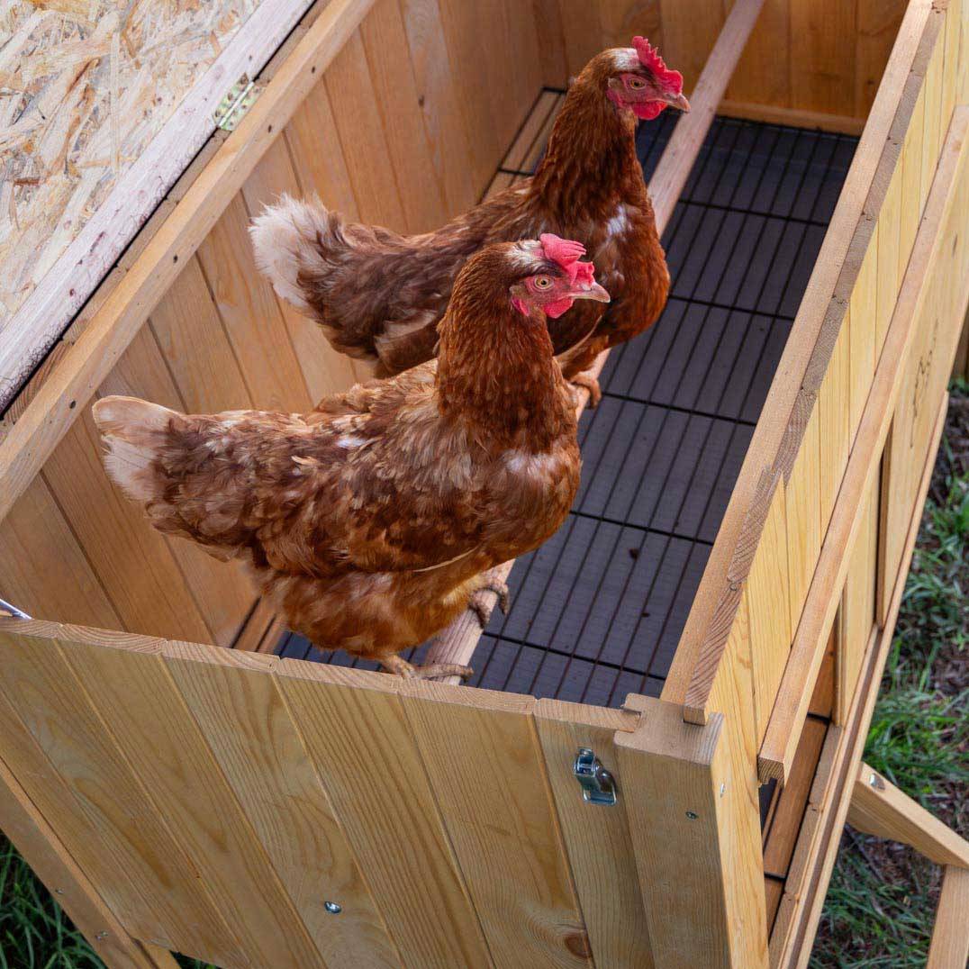 Ferplast - Ferplast Poulailler maisonnette pour poules pondeuses HEN HOUSE 10 d'extérieur, en bois FSC, pour environ 4 poules, accessoires inclus - Imagen 7