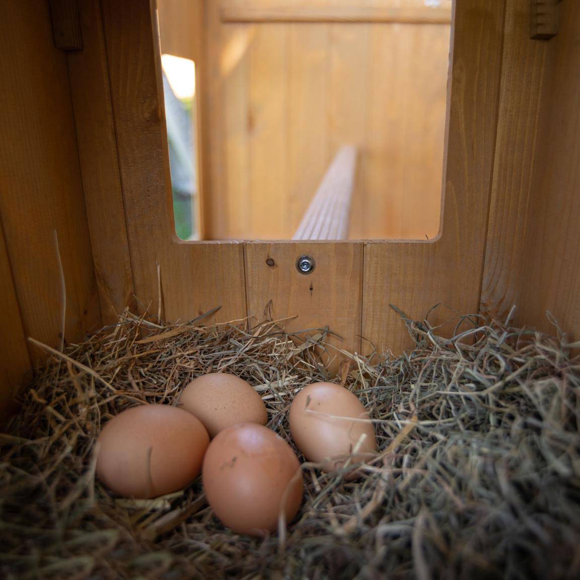 Ferplast - Ferplast Poulailler maisonnette pour poules pondeuses HEN HOUSE 10 d'extérieur, en bois FSC, pour environ 4 poules, accessoires inclus - Imagen 8
