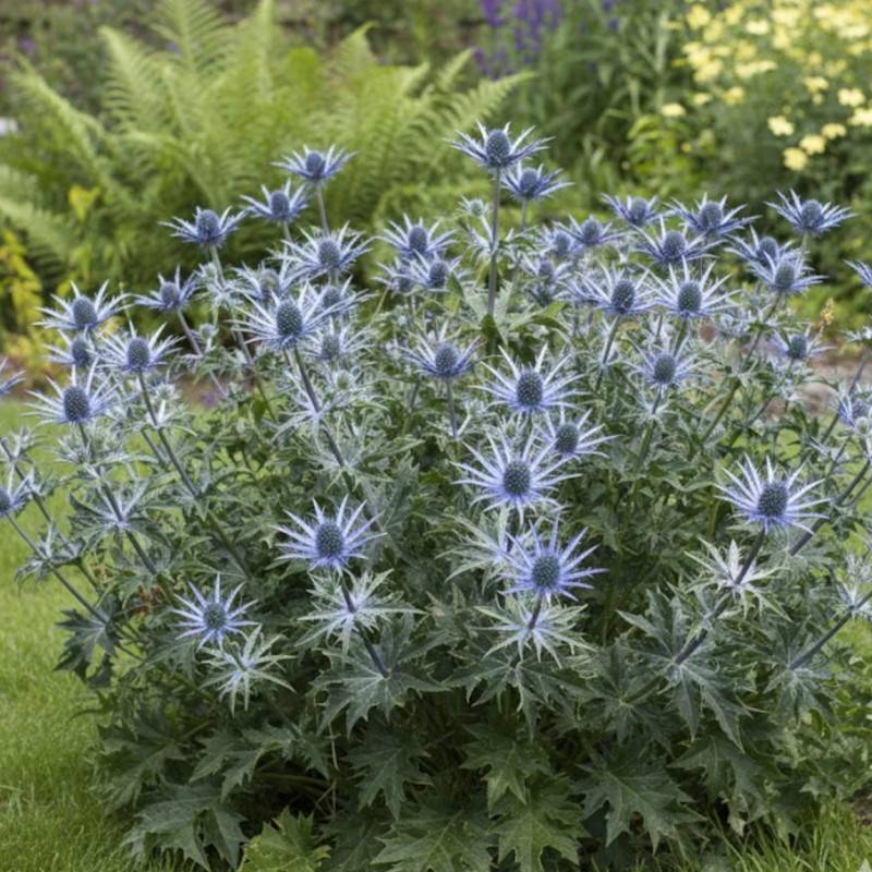 Chardon bleu à fleurs Bleue/ - feuillage Caduc - Godet - 5/20 cm - Imagen 1
