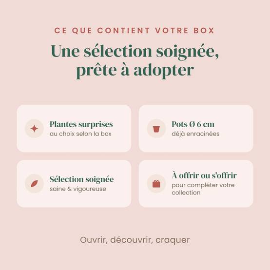 Box Syngonium mystère - Pack Syngonium Surprises - 3 Syngonium Surprises - Avec substrat adapté - Plantes d'intérieur - Image 4