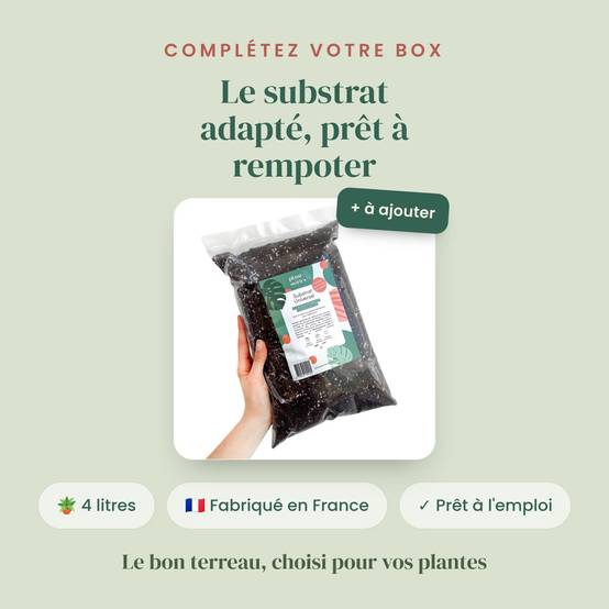 Box Syngonium mystère - Pack Syngonium Surprises - 3 Syngonium Surprises - Avec substrat adapté - Plantes d'intérieur - Image 3