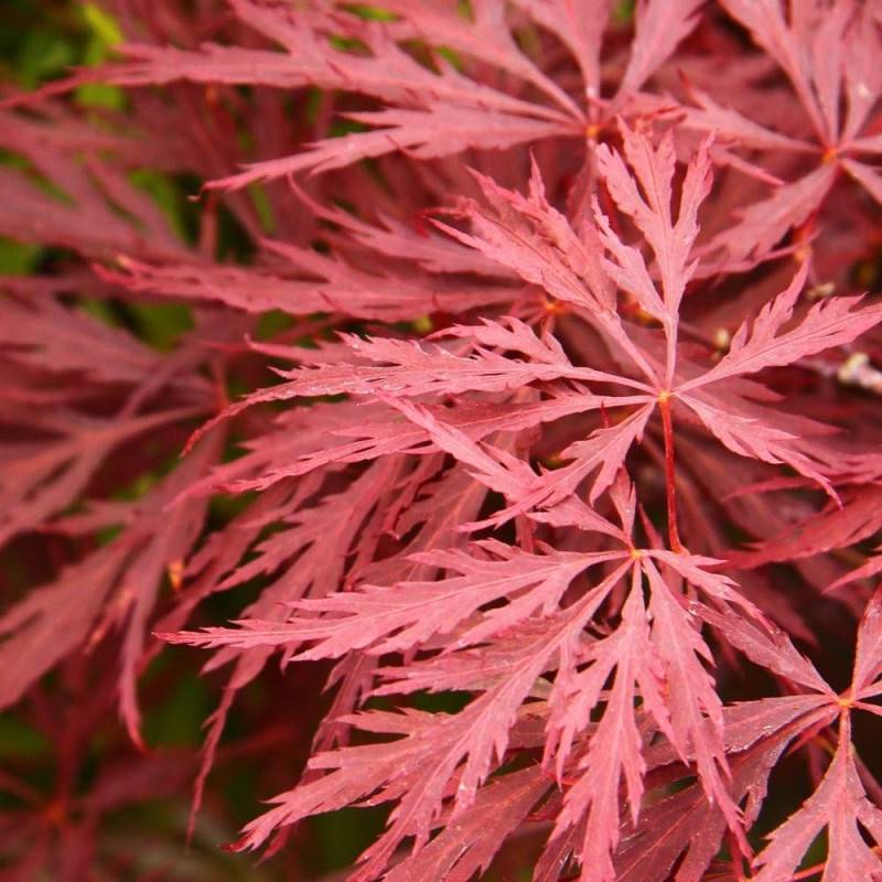 Érable du Japon Crimson Queen, Acer palmatum - Pot de 4L - 60/100 cm - Imagen 1