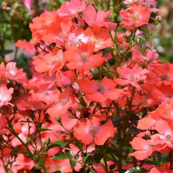 Rosier Décorosiers Isalia Pot de 2L/3L