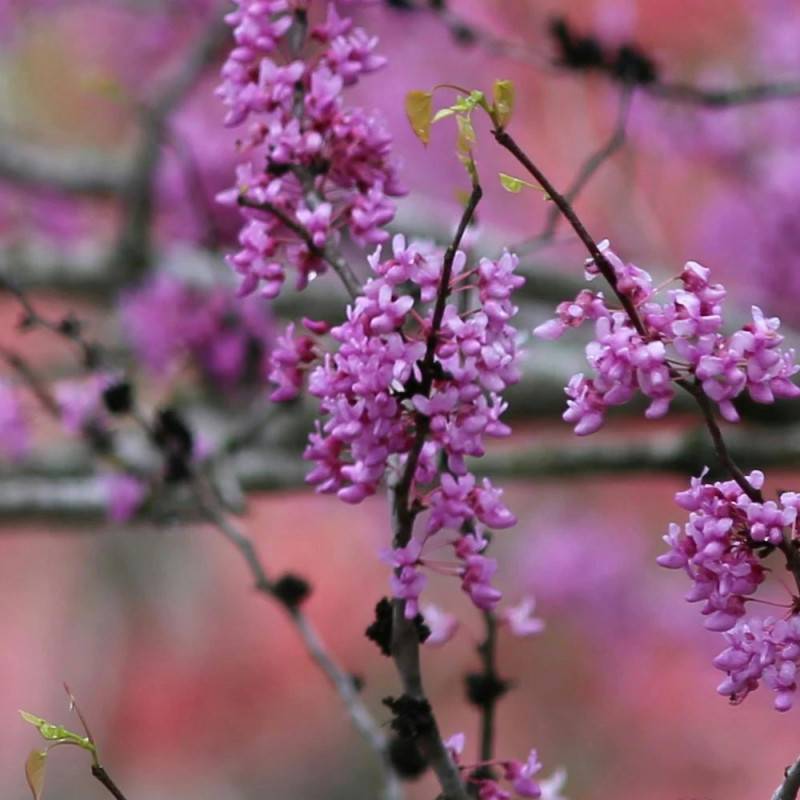 Cercis du Canada Lavender Twist, Arbre de Judée, Gainier du Canada à fleurs Rose/ - feuillage Caduc - Pot de 30L - Baliveau - Image 7