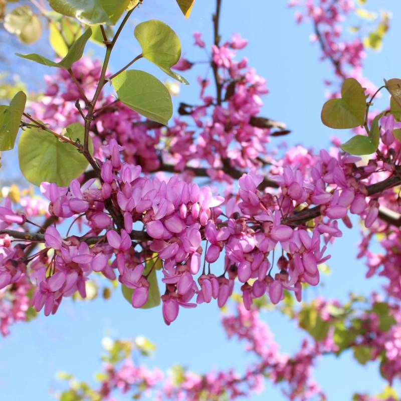 Cercis du Canada Lavender Twist, Arbre de Judée, Gainier du Canada à fleurs Rose/ - feuillage Caduc - Pot de 30L - Baliveau - Image 5