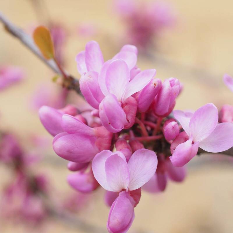 Cercis du Canada Lavender Twist, Arbre de Judée, Gainier du Canada à fleurs Rose/ - feuillage Caduc - Pot de 30L - Baliveau - Image 4