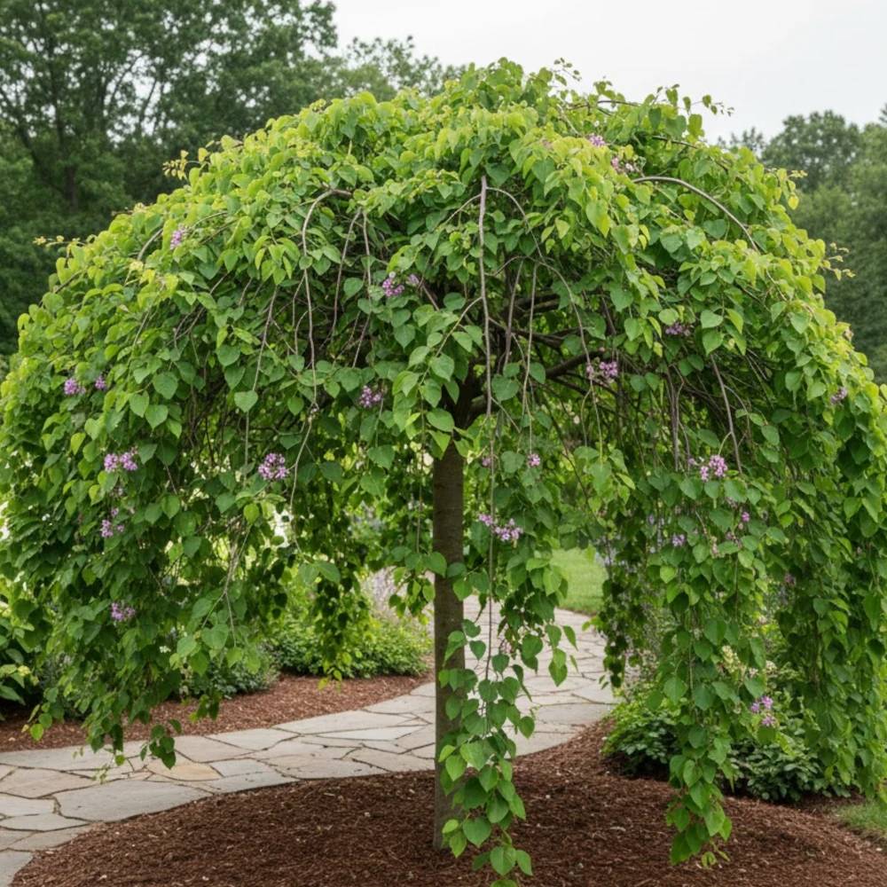 Cercis du Canada Lavender Twist, Arbre de Judée, Gainier du Canada à fleurs Rose/ - feuillage Caduc - Pot de 30L - Baliveau - Image 1