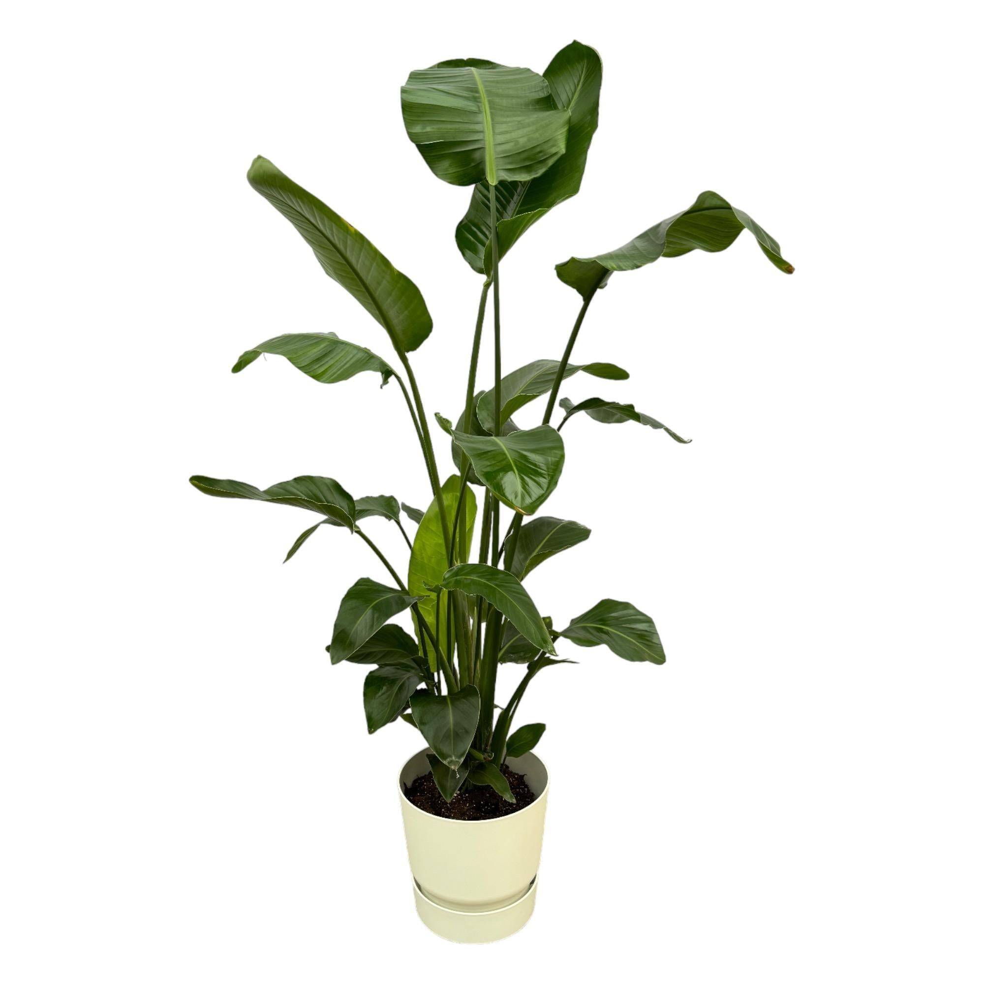 Strelitzia Nicolai 160cm et son pot- La Green Touch Blanc + Reservoir - Hauteur 160cm