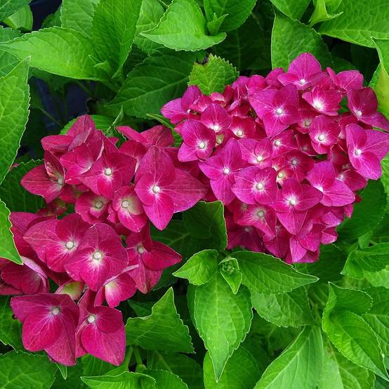 Hortensia - Hydrangea macrophylla Green Shadow Pot de 2L/3L - Image 1