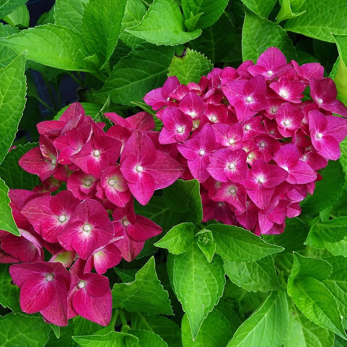 Hortensia - Hydrangea macrophylla Green Shadow Pot de 2L/3L - Image 1