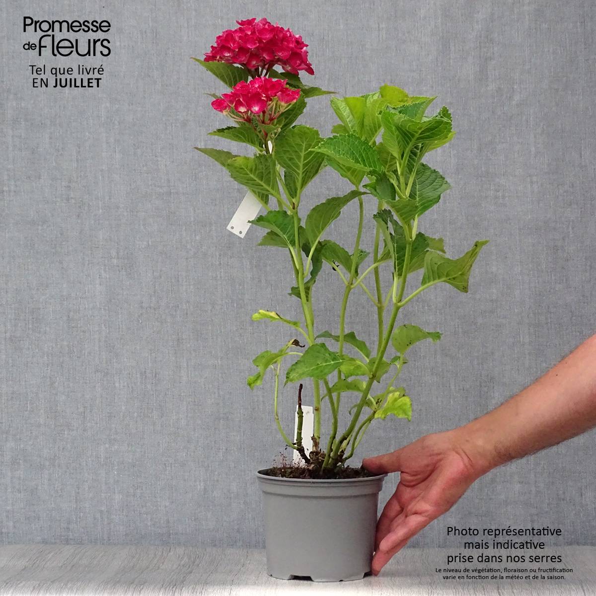 Hortensia - Hydrangea macrophylla Green Shadow Pot de 2L/3L - Image 2