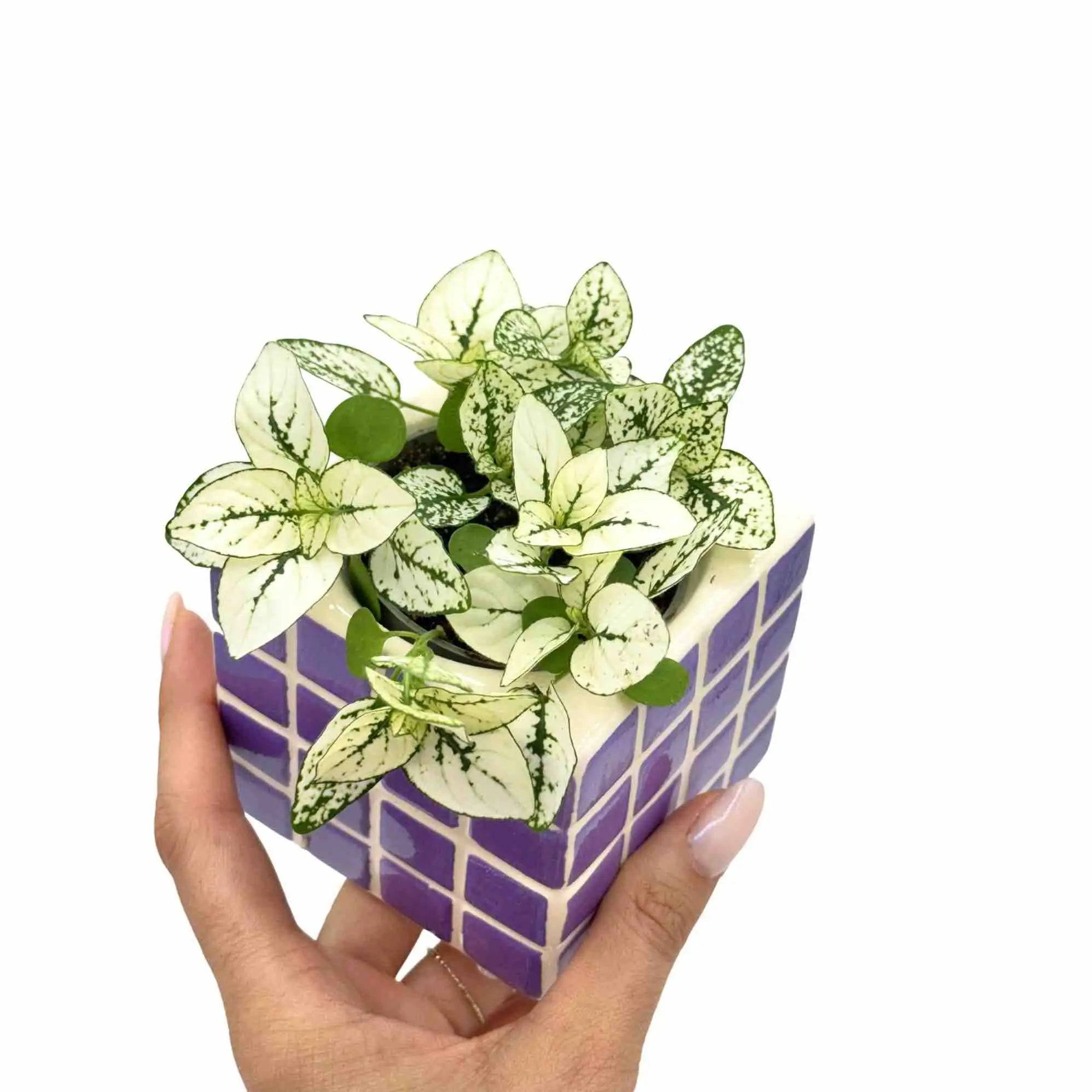 Hypoestes Phyllostachya White - Pot de 6cm - Plantes d'intérieur