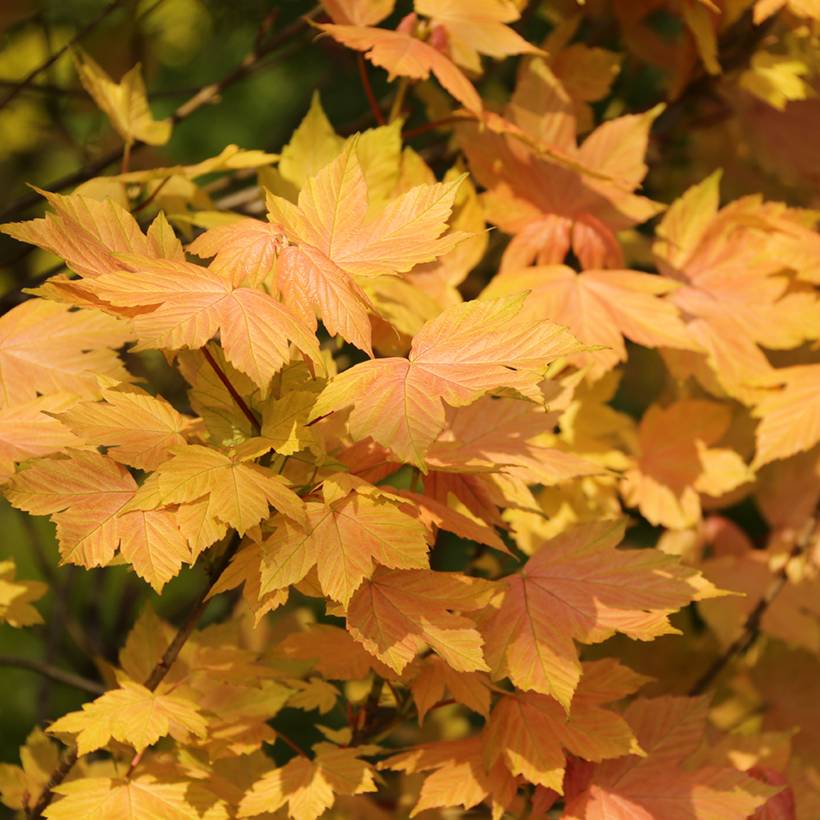 Erable sycomore - Acer pseudoplatanus Leat's Cottage Pot de 7,5L/10L, Tige