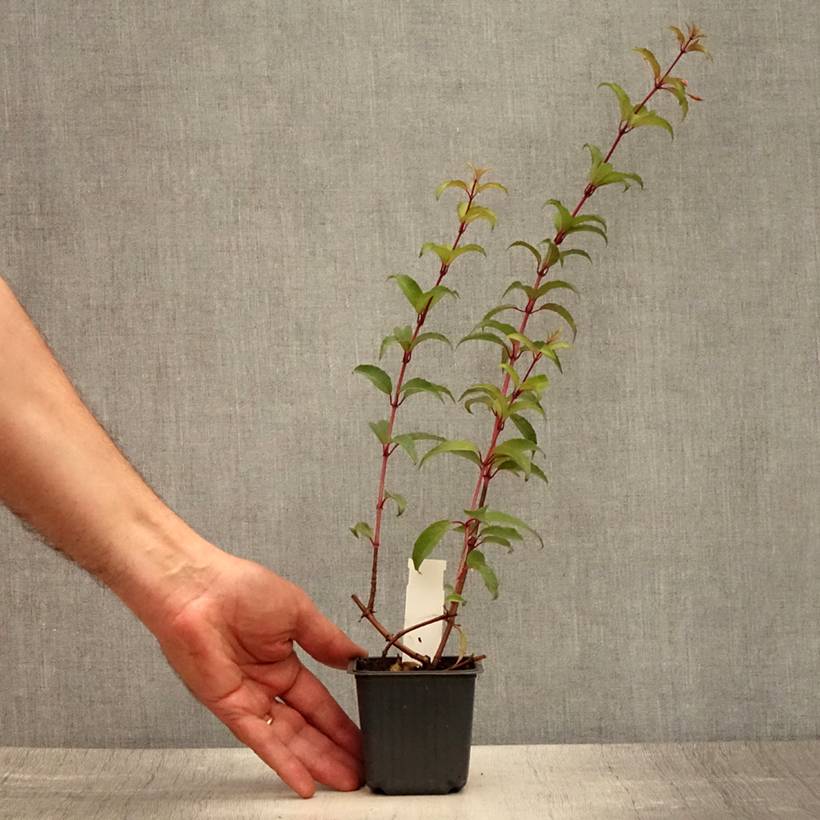 Promesse de Fleurs - Fuchsia magellanica Godet de 8/9 cm - Image 2
