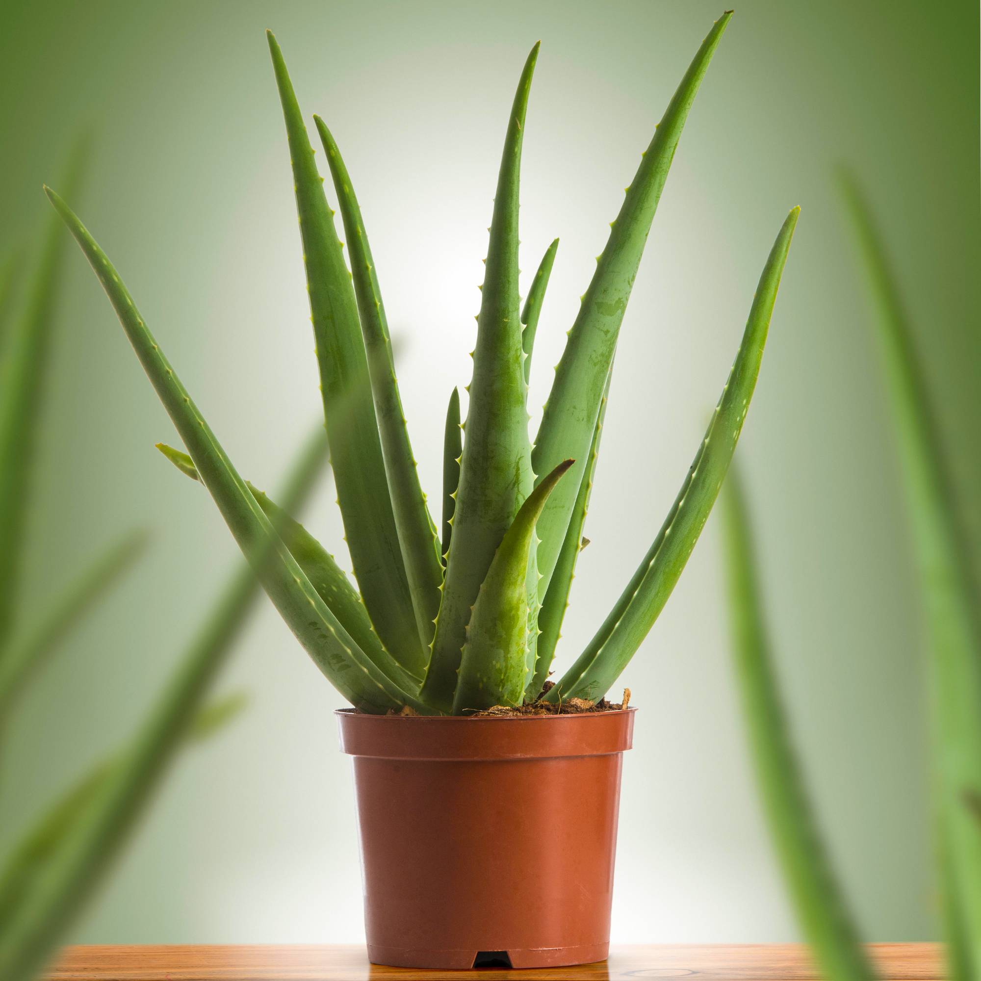 Gardenersdream - Aloe Vera | Plante D’Intérieur Purificatrice D'Air Plante Grasse | 25-35 Cm (Pot Inclus) - GardenersDream - Image 1