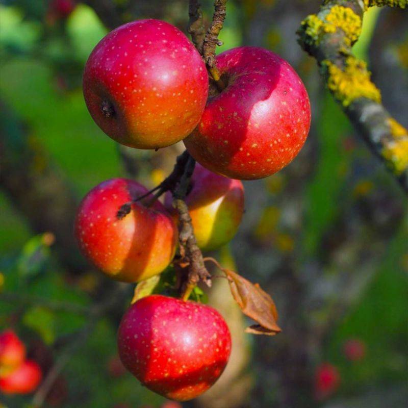 Pommier 'Belle de Boskoop' (Malus domestica 'Belle de Boskoop') - Scion de 80 à 100cm - Pépinières Naudet - Imagen 1