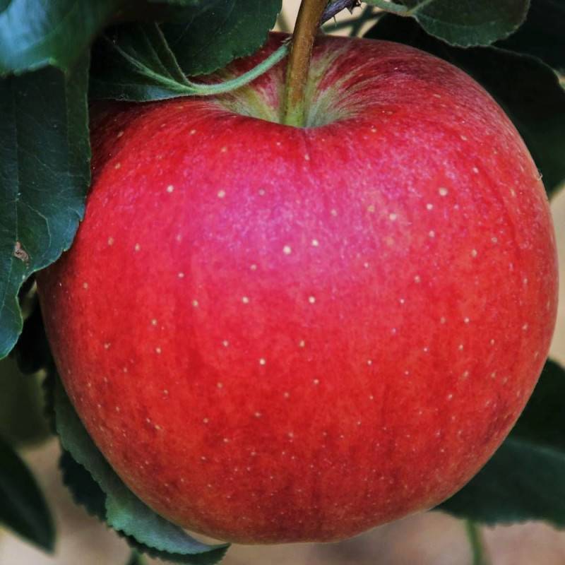 Pommier Boskoop Rouge - Bon rendement - Pot de 10L - Gobelet 2 ans - 120/150 cm - De 3,00 m à 5,00 m - Imagen 6