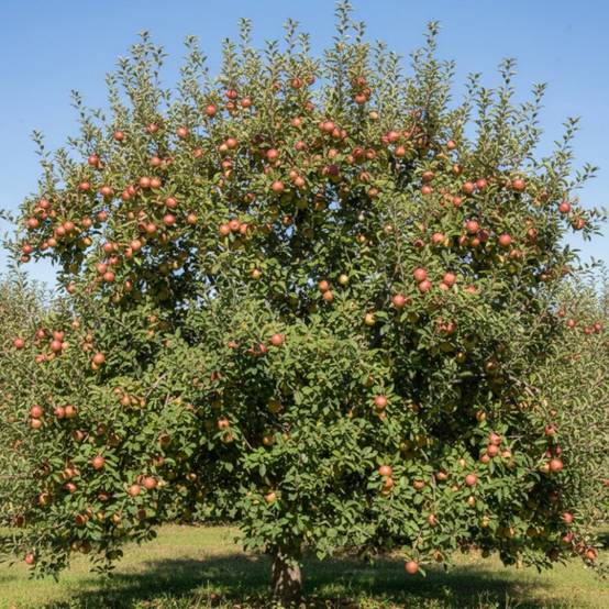 Pommier Boskoop Rouge - Bon rendement - Pot de 10L - Gobelet 2 ans - 120/150 cm - De 3,00 m à 5,00 m - Image 4