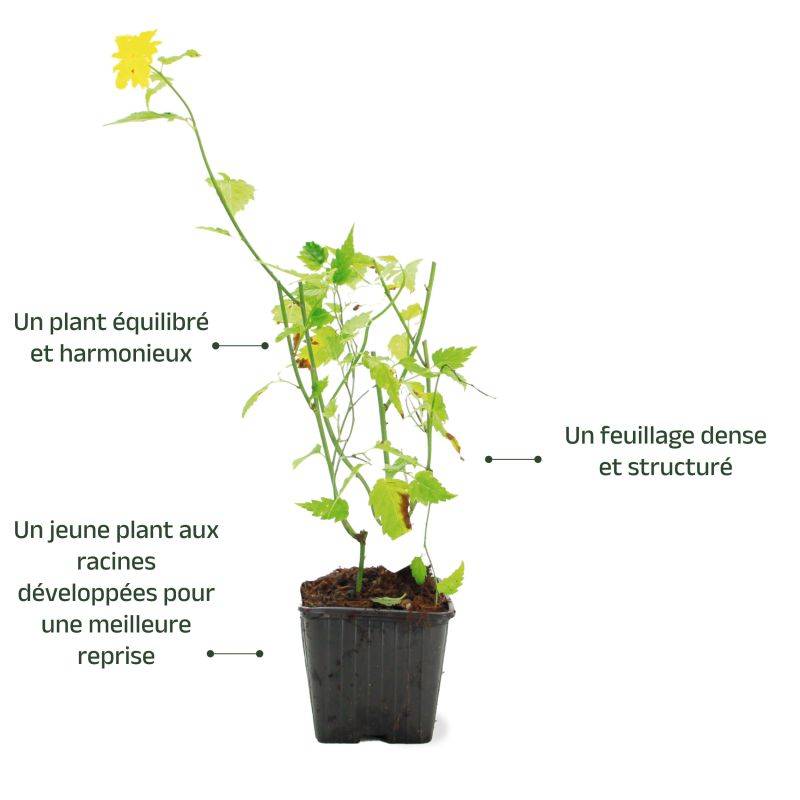 Corête du Japon 'Pleniflora' (Kerria japonica 'Pleniflora') - Godet - Taille 13/25cm - Pépinières Naudet - Imagen 3