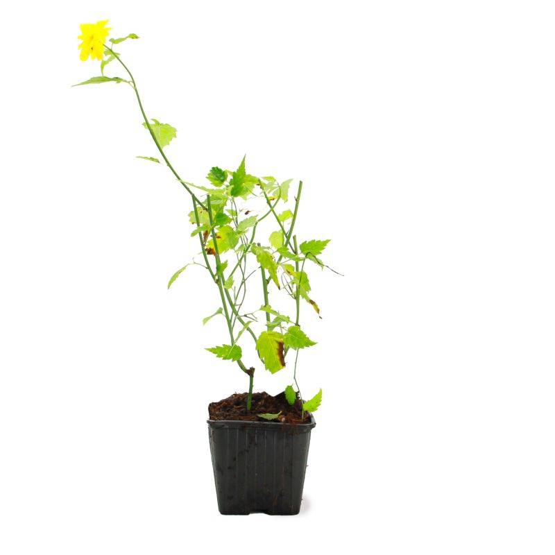 Corête du Japon 'Pleniflora' (Kerria japonica 'Pleniflora') - Godet - Taille 13/25cm - Pépinières Naudet - Imagen 2