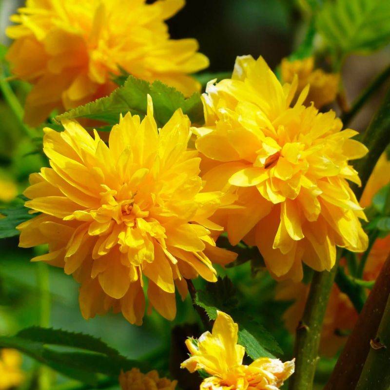 Corête du Japon 'Pleniflora' (Kerria japonica 'Pleniflora') - Godet - Taille 13/25cm - Pépinières Naudet - Imagen 1