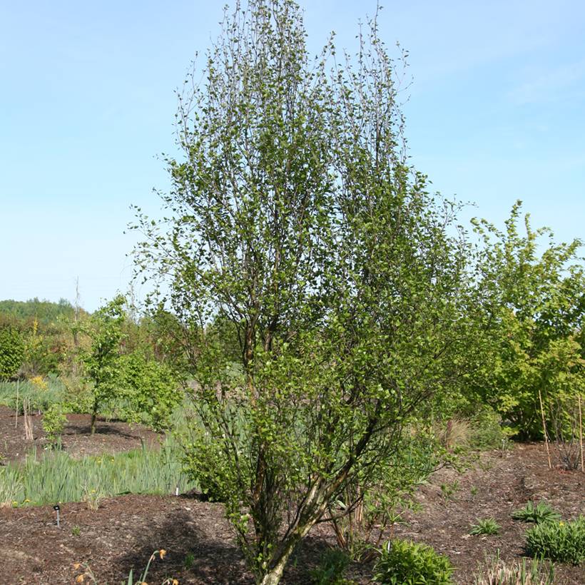 Promesse de Fleurs - Bouleau - Betula pendula Obelisk Pot de 7,5L/10L
