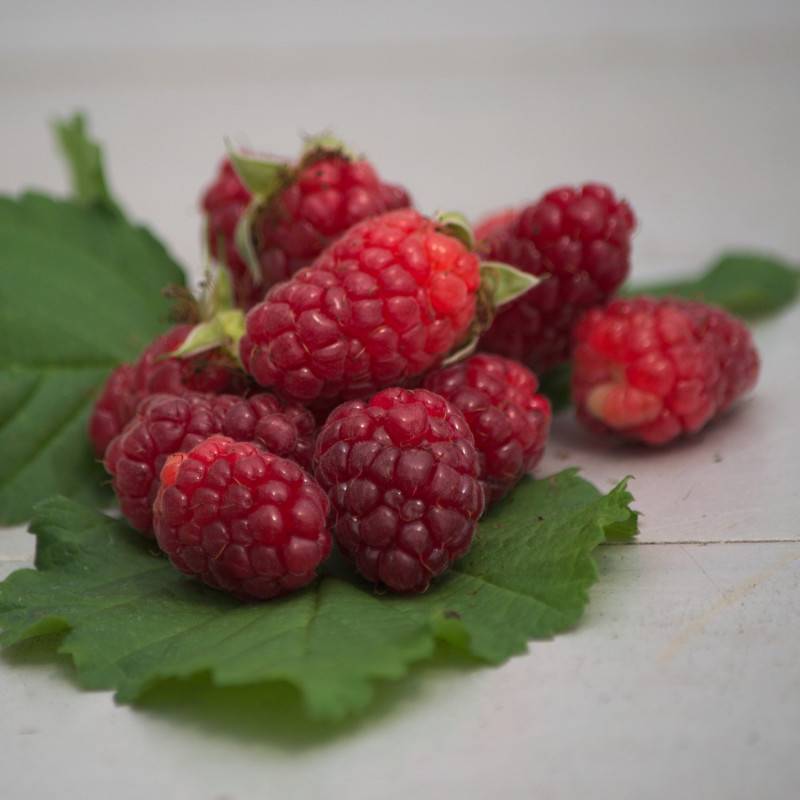 Mûre-framboise, Tayberry à fleurs Rose - feuillage Caduc - Godet - 5/10 cm-  hauteur à maturité De 2,50 m à 3,00 m - Imagen 7