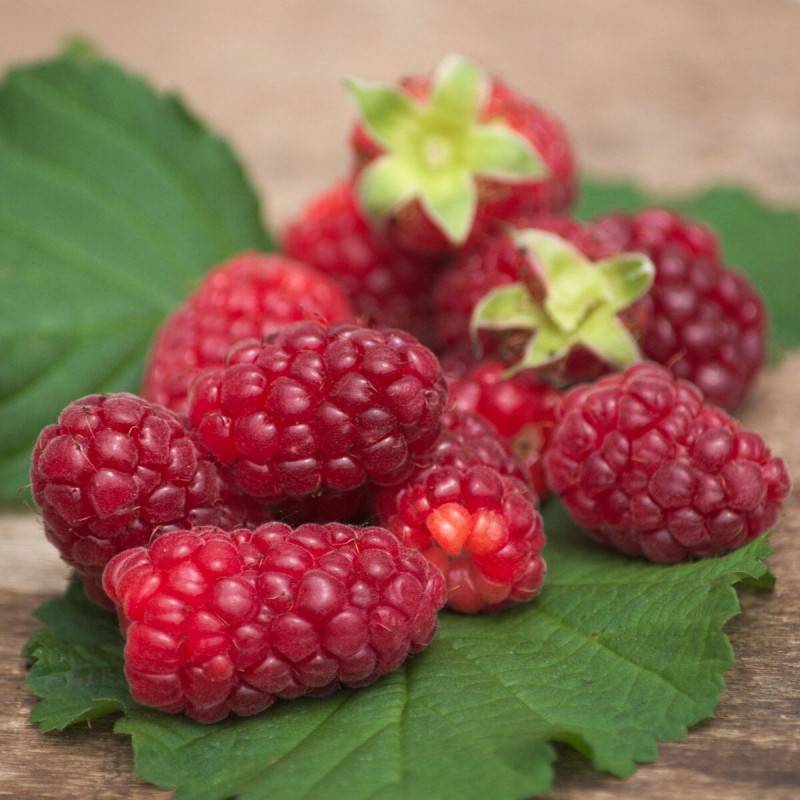 Mûre-framboise, Tayberry à fleurs Rose - feuillage Caduc - Godet - 5/10 cm-  hauteur à maturité De 2,50 m à 3,00 m - Imagen 5